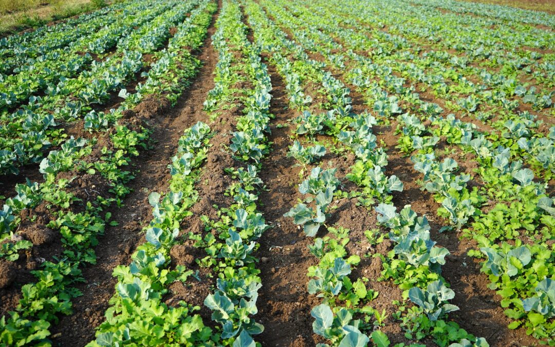 Organic Farming In UAE