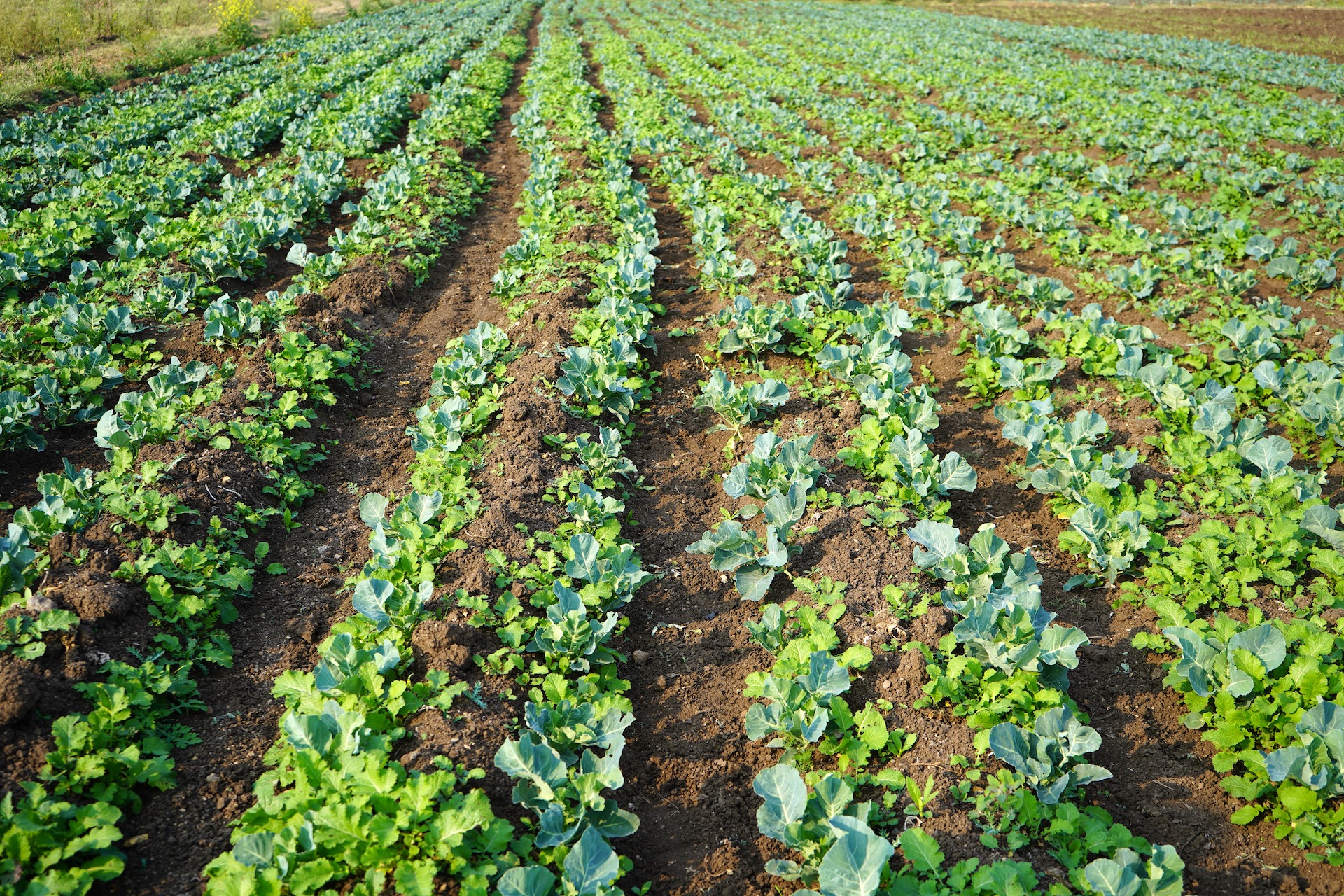 An image of organic crops.
