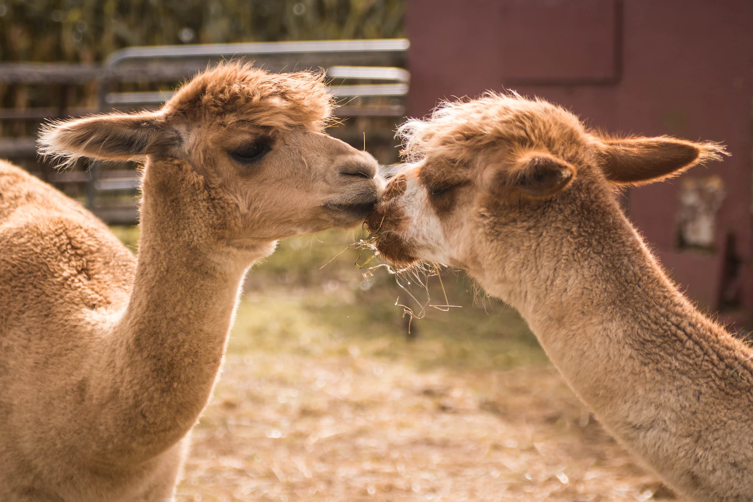 An image of two llamas.