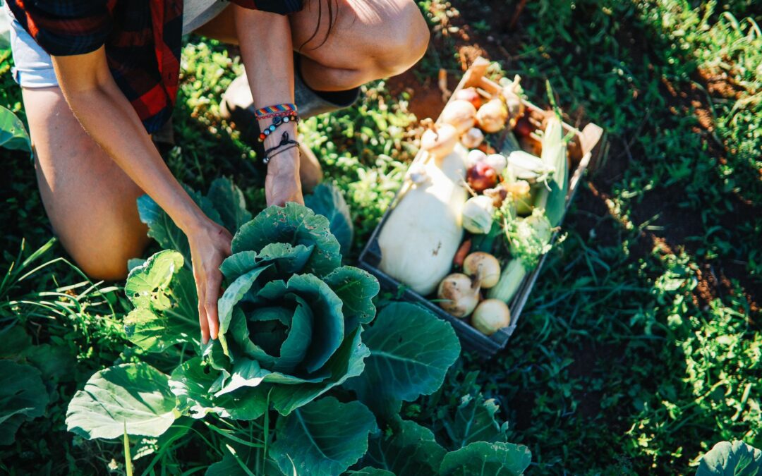 How to Start an Organic Farm in Dubai