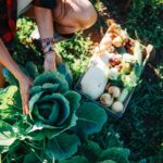 Organic Vegetables Being Harvested