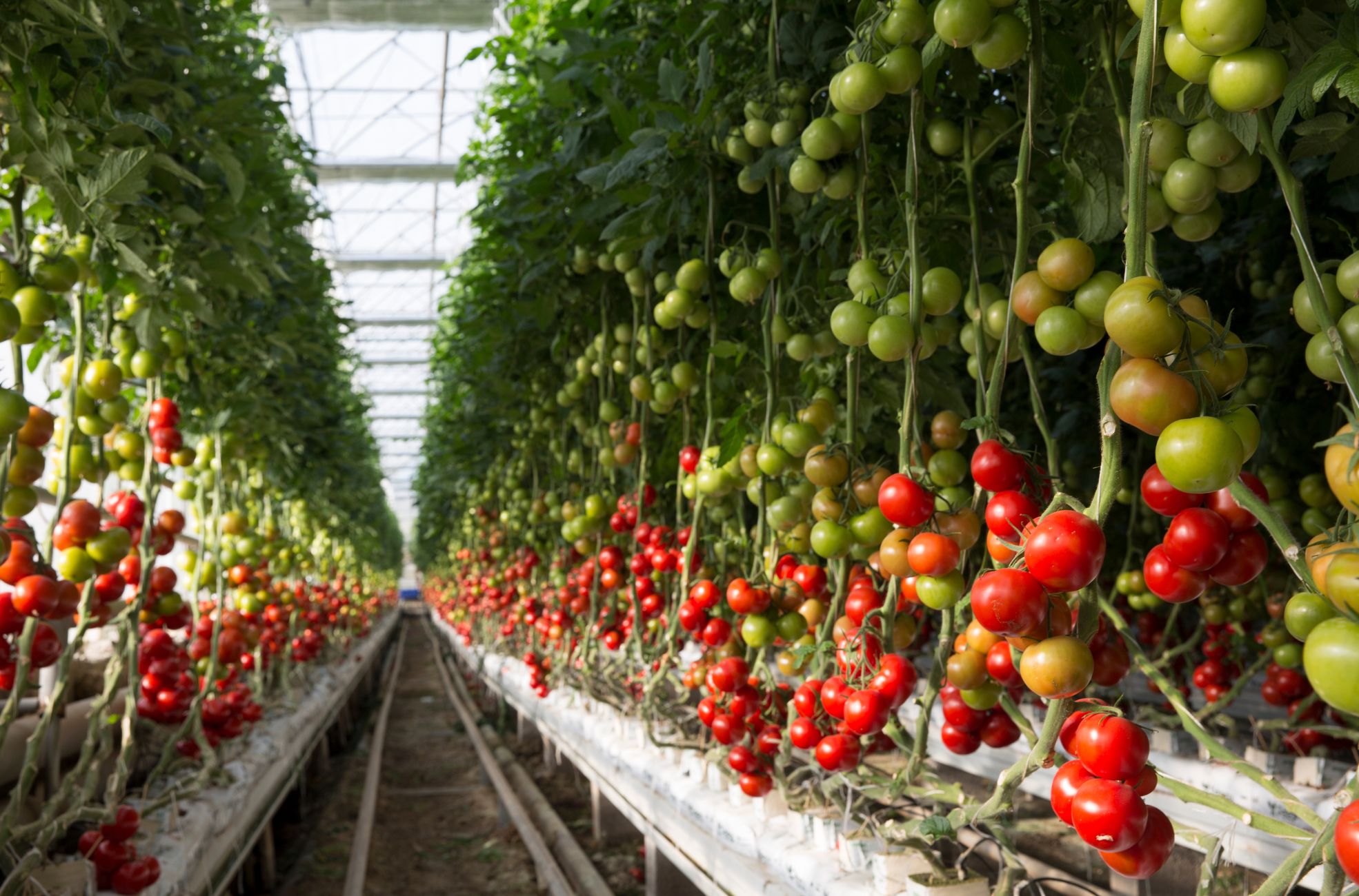 Organic Farming Greenhouse
