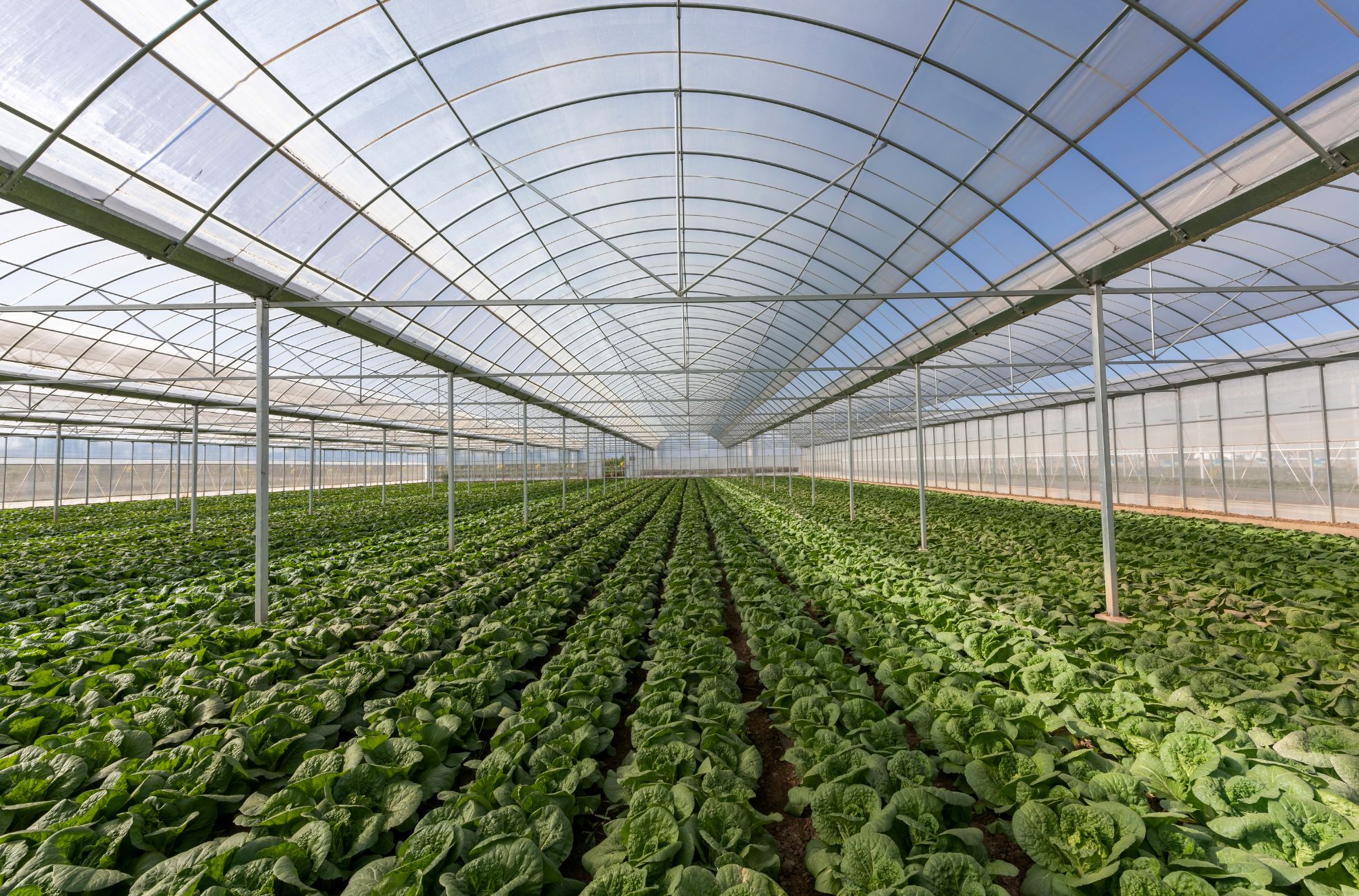 Greenhouse Of Organic Farming Produce