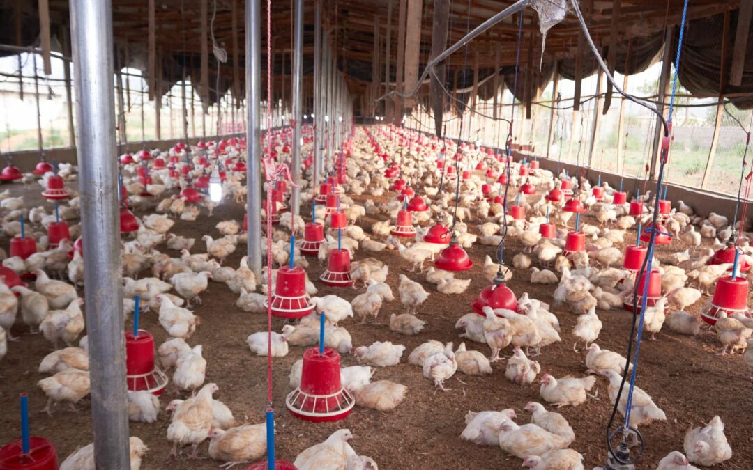 How To Start A Poultry Farm in Dubai
